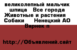 великолепный мальчик шпица - Все города Животные и растения » Собаки   . Ненецкий АО,Варнек п.